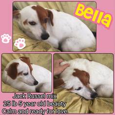 Jack Russell Terrier-Unknown Mix Dogs for adoption in Boca Raton, FL, USA