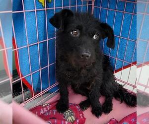 Mutt Dogs for adoption in San Antonio, TX, USA