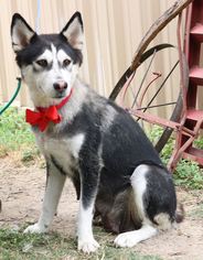 Alaskan Husky Dogs for adoption in Bandera, TX, USA
