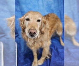 Golden Retriever Dogs for adoption in Bon Carbo, CO, USA