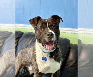 American Pit Bull Terrier-Unknown Mix Dogs for adoption in Spring Lake, NJ, USA