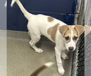 Labrador Retriever-Unknown Mix Dogs for adoption in Sterling, MA, USA