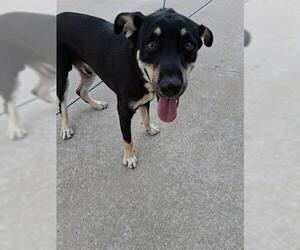 Labrador Retriever-Unknown Mix Dogs for adoption in Houston, TX, USA