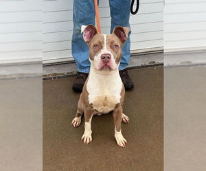 Mutt Dogs for adoption in Louisville, KY, USA