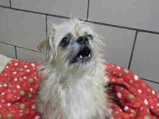 Brussels Griffon Dogs for adoption in Fort Wayne, IN, USA