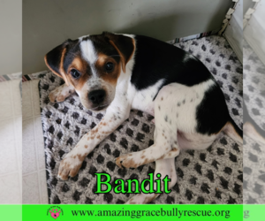 Mutt Dogs for adoption in Pensacola, FL, USA