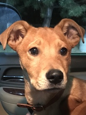Pembroke Welsh Corgi Dogs for adoption in Aurora, CO, USA