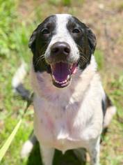 Border Collie Dogs for adoption in Ashland, WI, USA