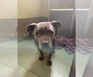Medium Photo #1 American Pit Bull Terrier Puppy For Sale in Riverside, CA, USA