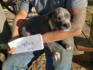 American Staffordshire Terrier Dogs for adoption in Lakeport, CA, USA