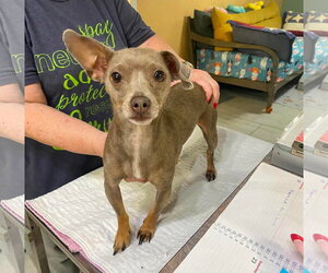 Chihuahua-Unknown Mix Dogs for adoption in Benton, LA, USA