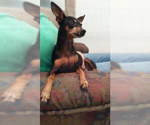 Miniature Pinscher Dogs for adoption in Bauxite, AR, USA