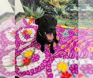 Labrador Retriever-Unknown Mix Dogs for adoption in Globe, AZ, USA