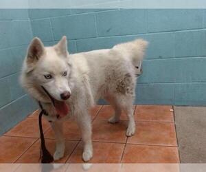 Siberian Husky-Unknown Mix Dogs for adoption in Downey, CA, USA