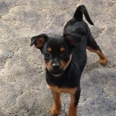 Medium Photo #1 Chipin Puppy For Sale in Santa Clarita, CA, USA