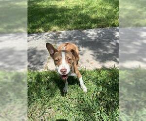 American Pit Bull Terrier-Unknown Mix Dogs for adoption in Houston, TX, USA