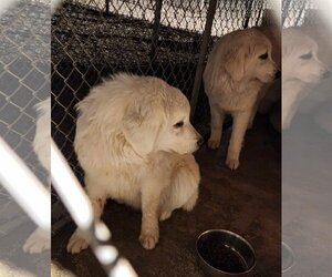 Maremma Sheepdog Dogs for adoption in Hamilton, MT, USA