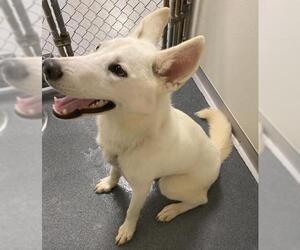 - Mix Dogs for adoption in Glen Allen, VA, USA