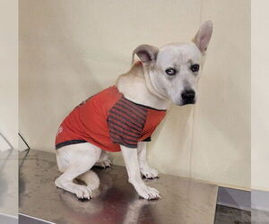 Shepradors Dogs for adoption in Orange, CA, USA