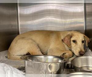 American Staffordshire Terrier-Unknown Mix Dogs for adoption in San Antonio, TX, USA