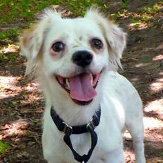 Pekingese Dogs for adoption in Austin, TX, USA