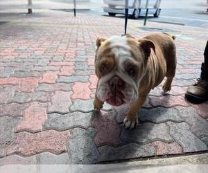 Bulldog Dogs for adoption in Rancho Cucamonga, CA, USA
