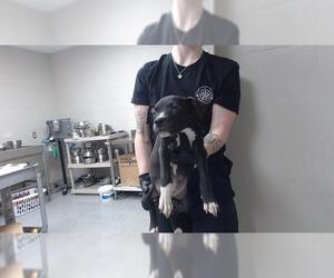 American Pit Bull Terrier Dogs for adoption in Pasadena, TX, USA