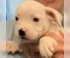 American Staffordshire Terrier Dogs for adoption in Zanesville, OH, USA