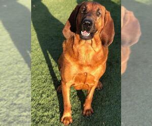 Bloodhound Dogs for adoption in Denton, TX, USA