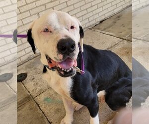 American Bulldog-Unknown Mix Dogs for adoption in Lexington Park, MD, USA