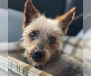 Silky Terrier Dogs for adoption in Kansas City, MO, USA