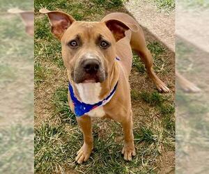 American Bulldog Dogs for adoption in Tulsa, OK, USA