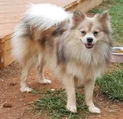 Pomeranian Dogs for adoption in Mooresville, NC, USA