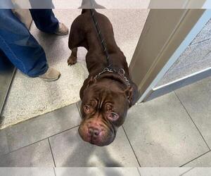 Bulldog-Staffordshire Bull Terrier Mix Dogs for adoption in Fort Collins, CO, USA