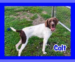 Pointer Dogs for adoption in Jasper, IN, USA