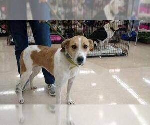 Coonhound Dogs for adoption in Chatham, VA, USA