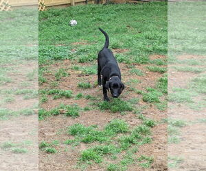 Labrador Retriever-Unknown Mix Dogs for adoption in Munford, TN, USA