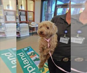 Maltese-Unknown Mix Dogs for adoption in Upland, CA, USA