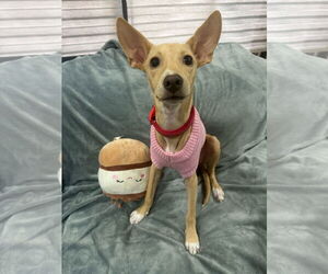 Mutt Dogs for adoption in miami, FL, USA