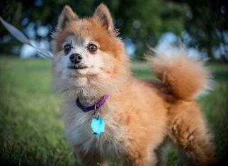 Pomeranian Dogs for adoption in Walnutport, PA, USA