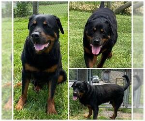 Rottweiler Dogs for adoption in Westminster, MD, USA
