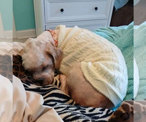 Shih-Poo Dogs for adoption in Garner, NC, USA