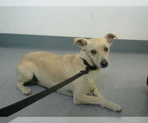 Chihuahua Dogs for adoption in Big Bear City, CA, USA