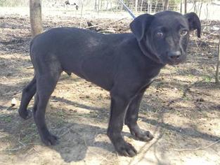 Mutt Dogs for adoption in Chichester, NH, USA
