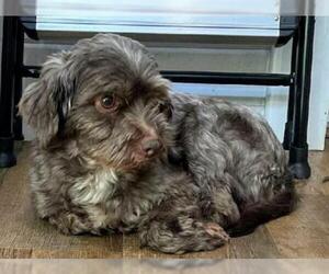 Havanese Dogs for adoption in Sioux Falls, SD, USA