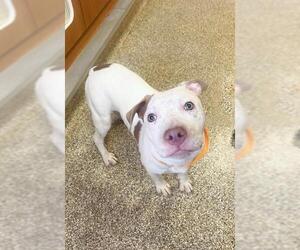 American Pit Bull Terrier Dogs for adoption in Riverside, CA, USA