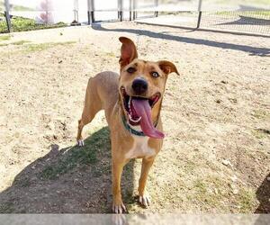 Gerberian Shepsky Dogs for adoption in Orange, CA, USA