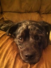 Sheprador Dogs for adoption in Decatur, GA, USA