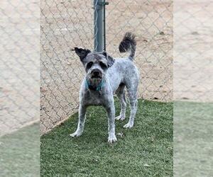 Mutt Dogs for adoption in Menifee, CA, USA