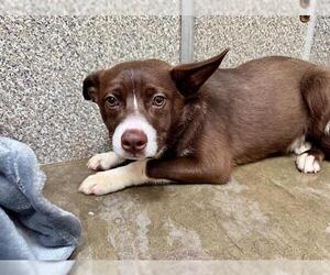 Border Collie-Unknown Mix Dogs for adoption in Santa Rosa, CA, USA